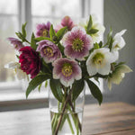 Delightful Helleborus Collection - 4 x 9cm pots