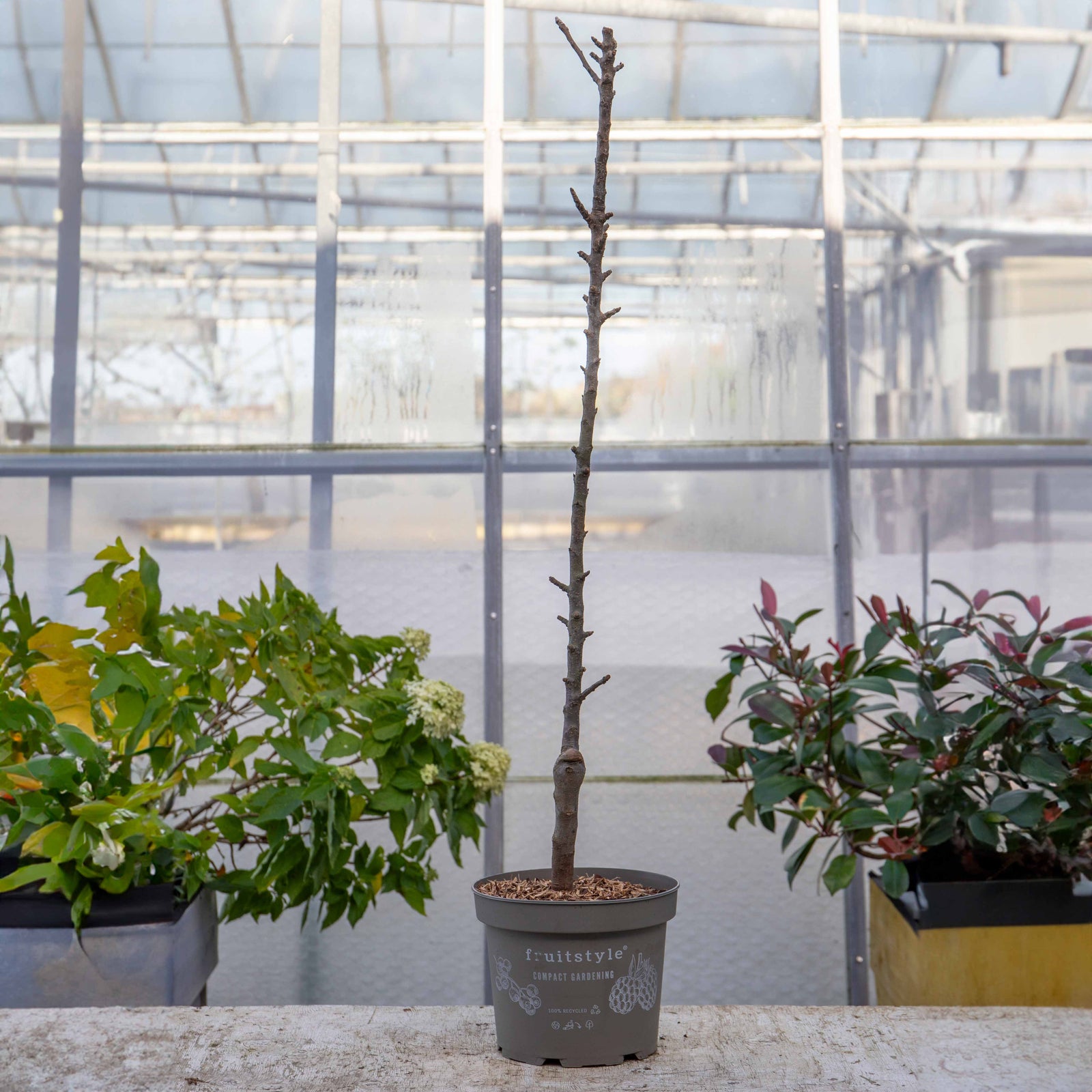 Apple 'mcintosh' - Columnar Patio Apple Tree | 1 x Tree