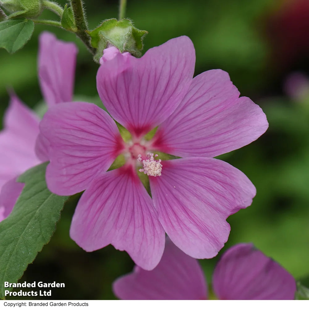 Lavatera X Clementii Rosea 9cm Pot | Set of 3