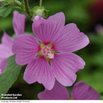 Lavatera X Clementii Rosea 9cm Pot | Set of 1