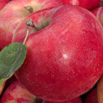 Malus Gala Apple Fruit Tree 4-5ft Mm106 Red Juicy & Sweet