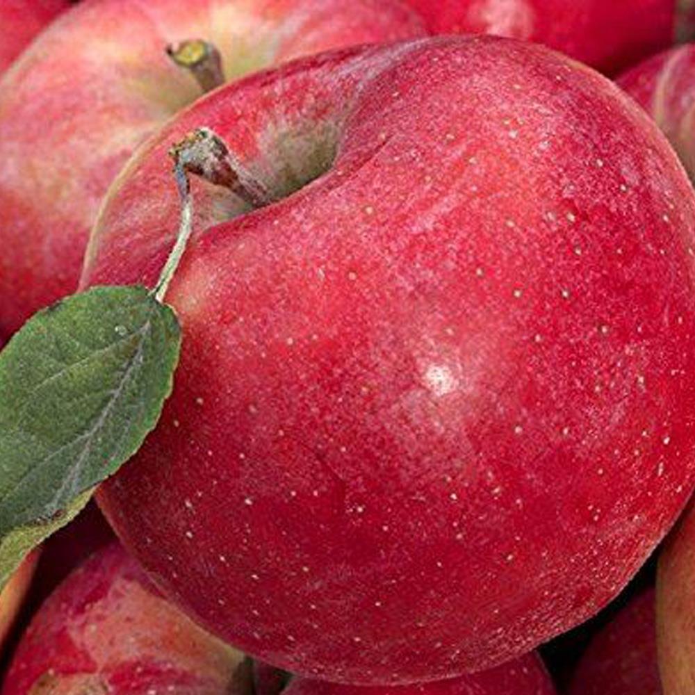 Malus Gala Apple Fruit Tree 4-5ft Mm106 Red Juicy & Sweet