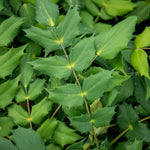 Mahonia X Media 'charity' Evergreen Shrub | 1 x 3L