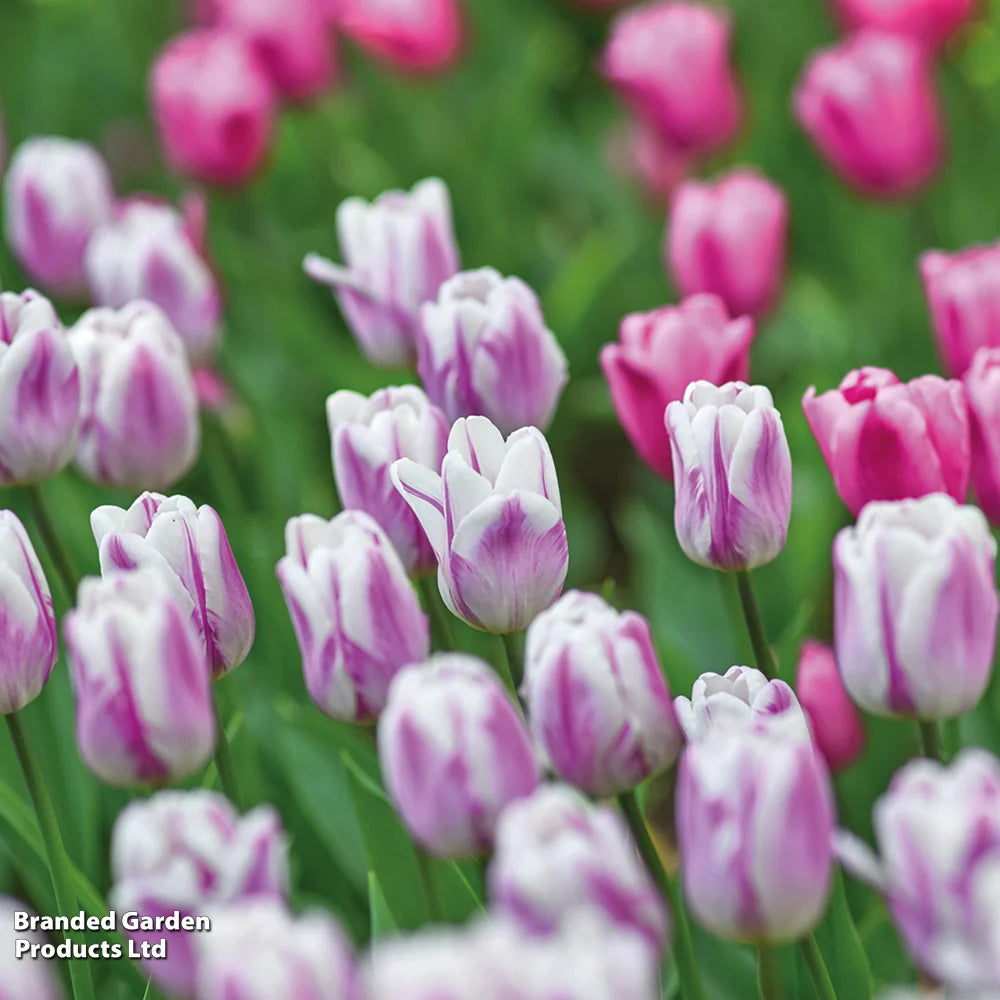 Thompson & Morgan Tulip Rockstar Collection 80 Bulbs