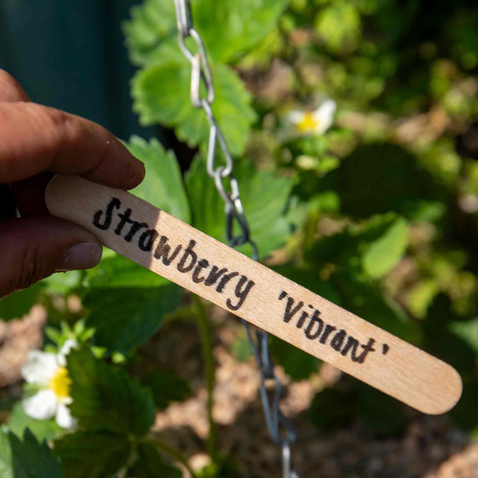 Wooden Plant Labels 15cm - Biodegradable Garden Markers | 25 Seeds