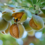 Almond Tree Self-fertile Bare Root | 1 x Bare Root