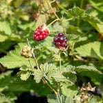Boysenberry Plant — Drought-tolerant, Container-friendly | 1 x 2L | Purple