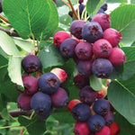 Direct Plants 3x Amelanchier Lamarckii Snowy Mespilus, Juneberry Fruit Trees, 2-3ft Tall, Large, Supplied In A 3 Litre Pots