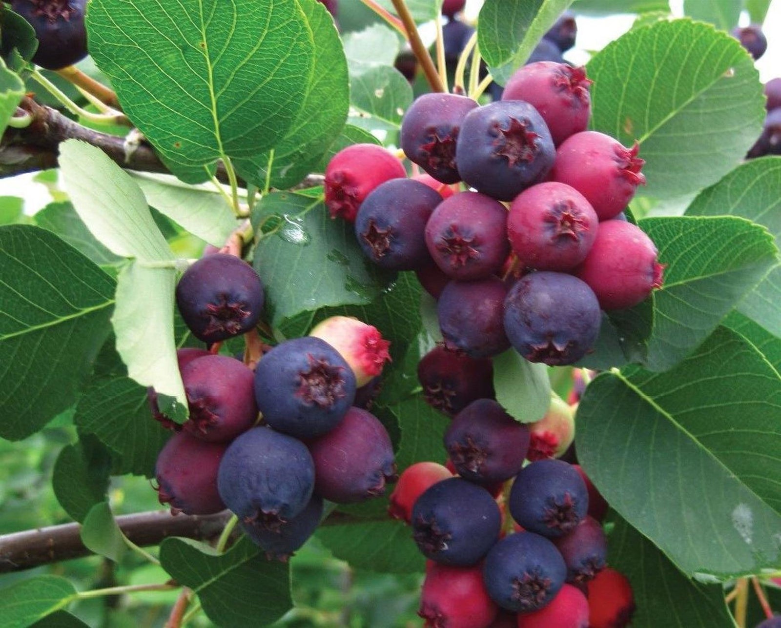Direct Plants Amelanchier Saskatoon Canadian Berry, Juneberry Fruit Tree, 4-5ft Tall, Large, Supplied In A 7.5 Litre Pot
