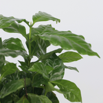 Coffee Plant - 4 Pcs. - Coffea Arabica - Height 25-40cm - ⌀12cm | Set of 4 | Green