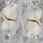 Spring Planting Garlic Duo Pack - Mersley Wight & Solent Wight | Set of 4 | Multi