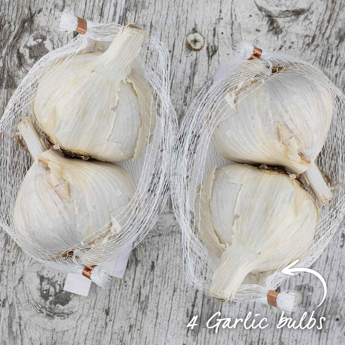 Spring Planting Garlic Duo Pack - Mersley Wight & Solent Wight | Set of 4 | Multi