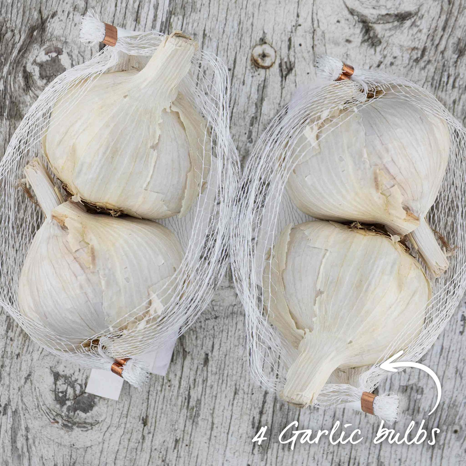 Spring Planting Garlic Duo Pack - Mersley Wight & Solent Wight | Set-of-4 | Multi