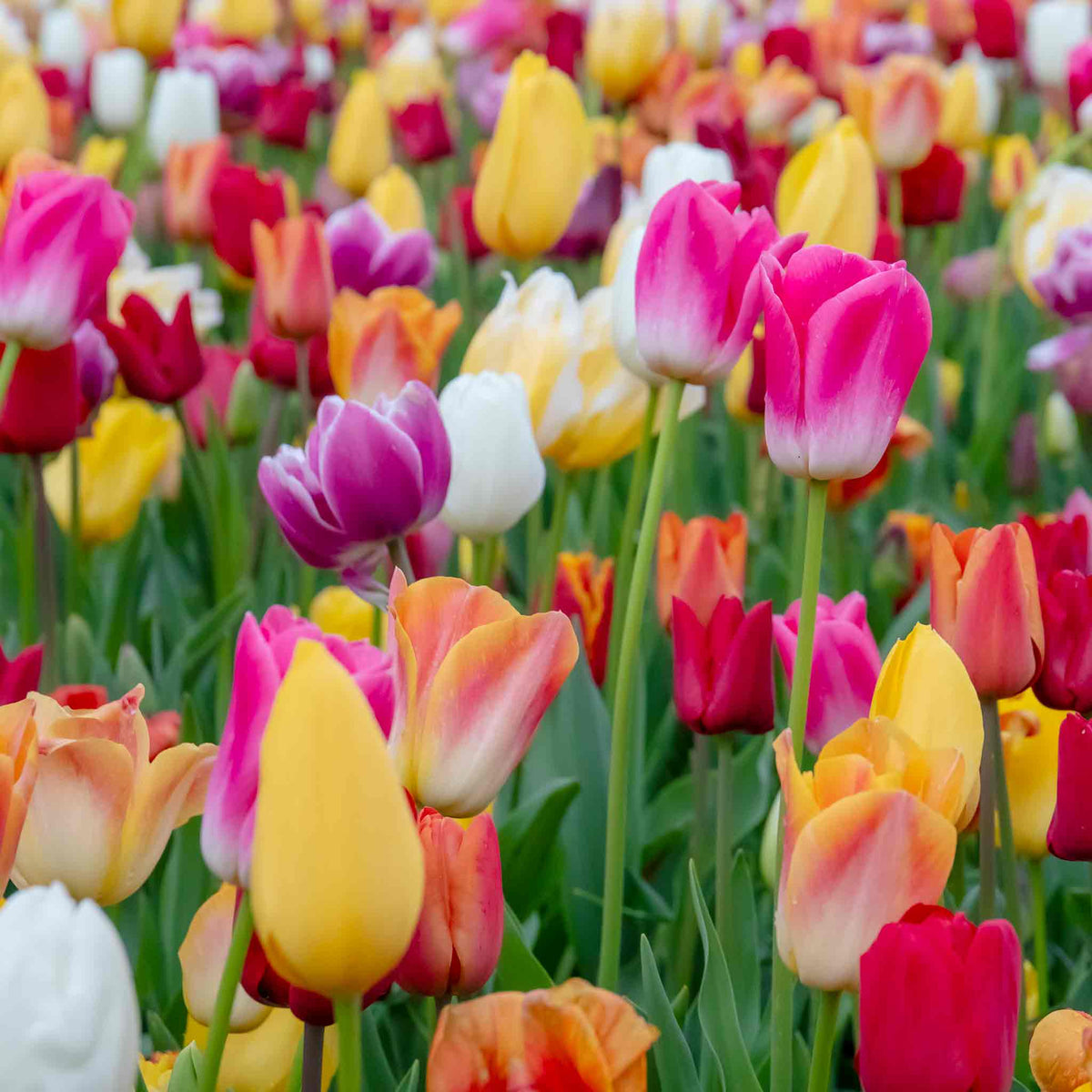Tulip Bulbs Mixed Border Collection 50 Bulbs | 50 x Bulbs | Mixed
