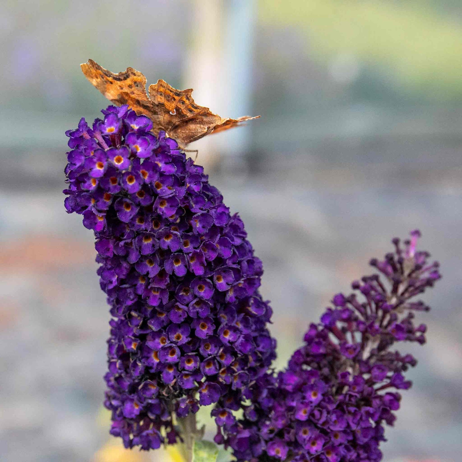 Buddleja Davidii 'black Knight' Butterfly Bush | 1 x 9cm | Purple