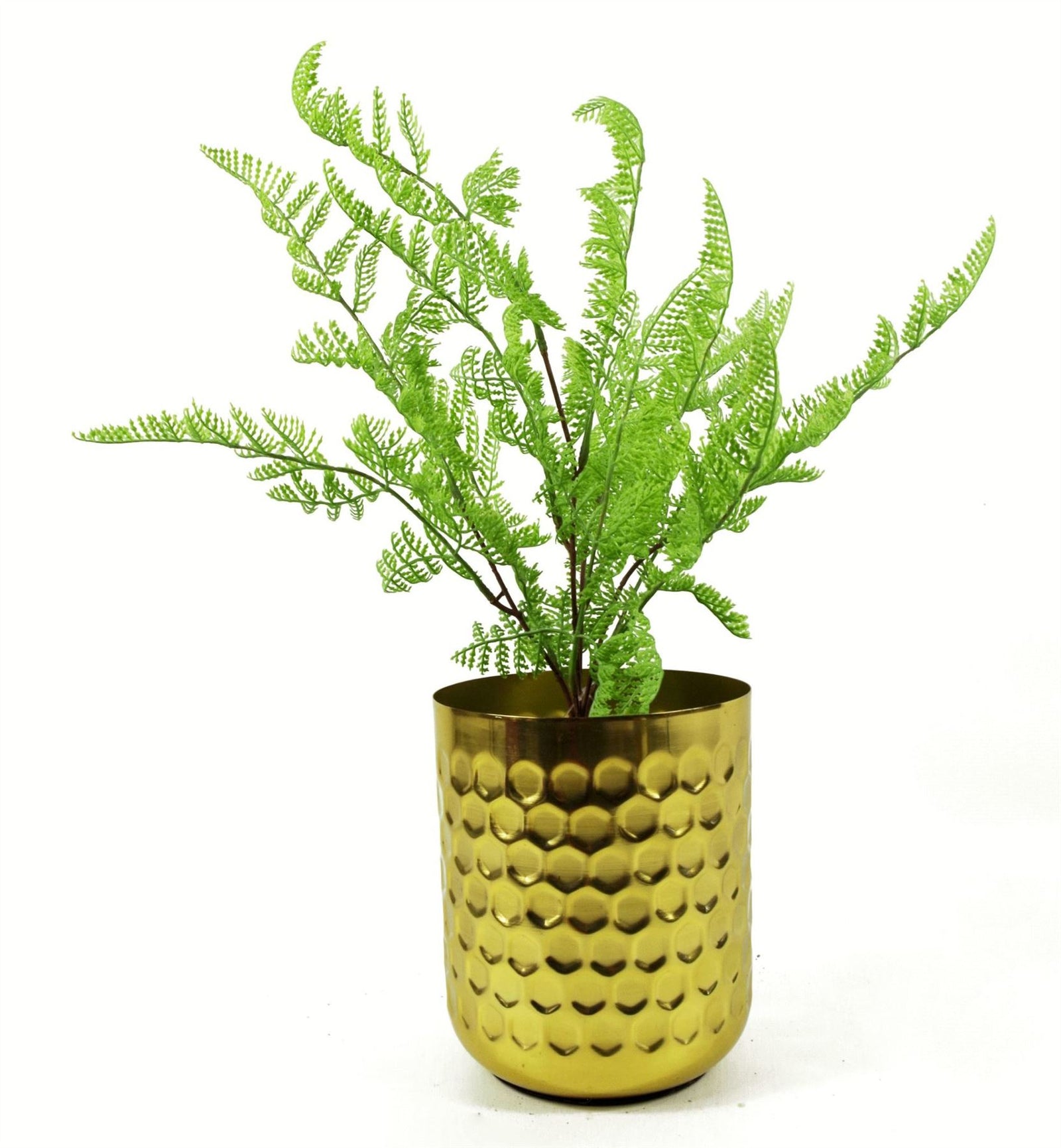 6 X 50cm Southern Wood Fern Bush Dark Green Plant