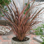 Phormium 'maori Queen' Evergreen, Drought-tolerant Border Plant | 1 x 9cm | Green & Pink