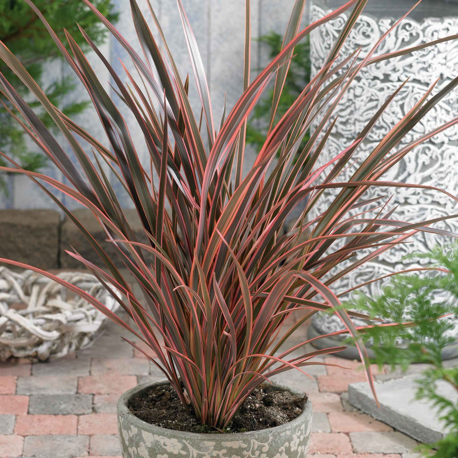 Phormium 'maori Queen' Evergreen, Drought-tolerant Border Plant | 1 x 9cm | Green & Pink