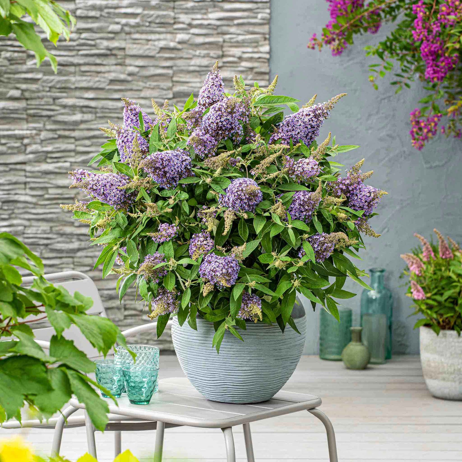 Buddleja 'butterfly Candy Little Sweetheart' Dwarf Purple Butterfly Bush | 1 x 9cm | Purple