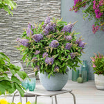 Buddleja 'butterfly Candy Little Sweetheart' Dwarf Purple Butterfly Bush | 1 x 3L | Purple