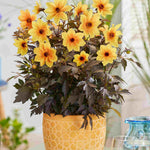 Hayloft Dahlia Mystic Collection - Dark Foliage And Vibrant Flowers 3 Xl Plug Plants