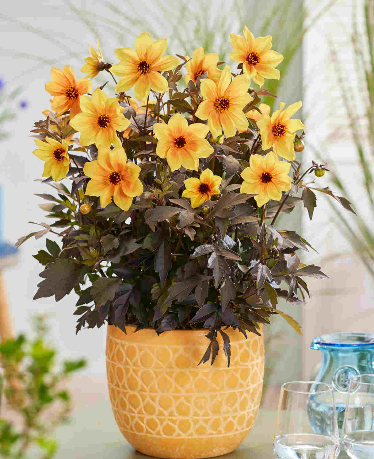 Hayloft Dahlia Mystic Collection - Dark Foliage And Vibrant Flowers 3 Xl Plug Plants