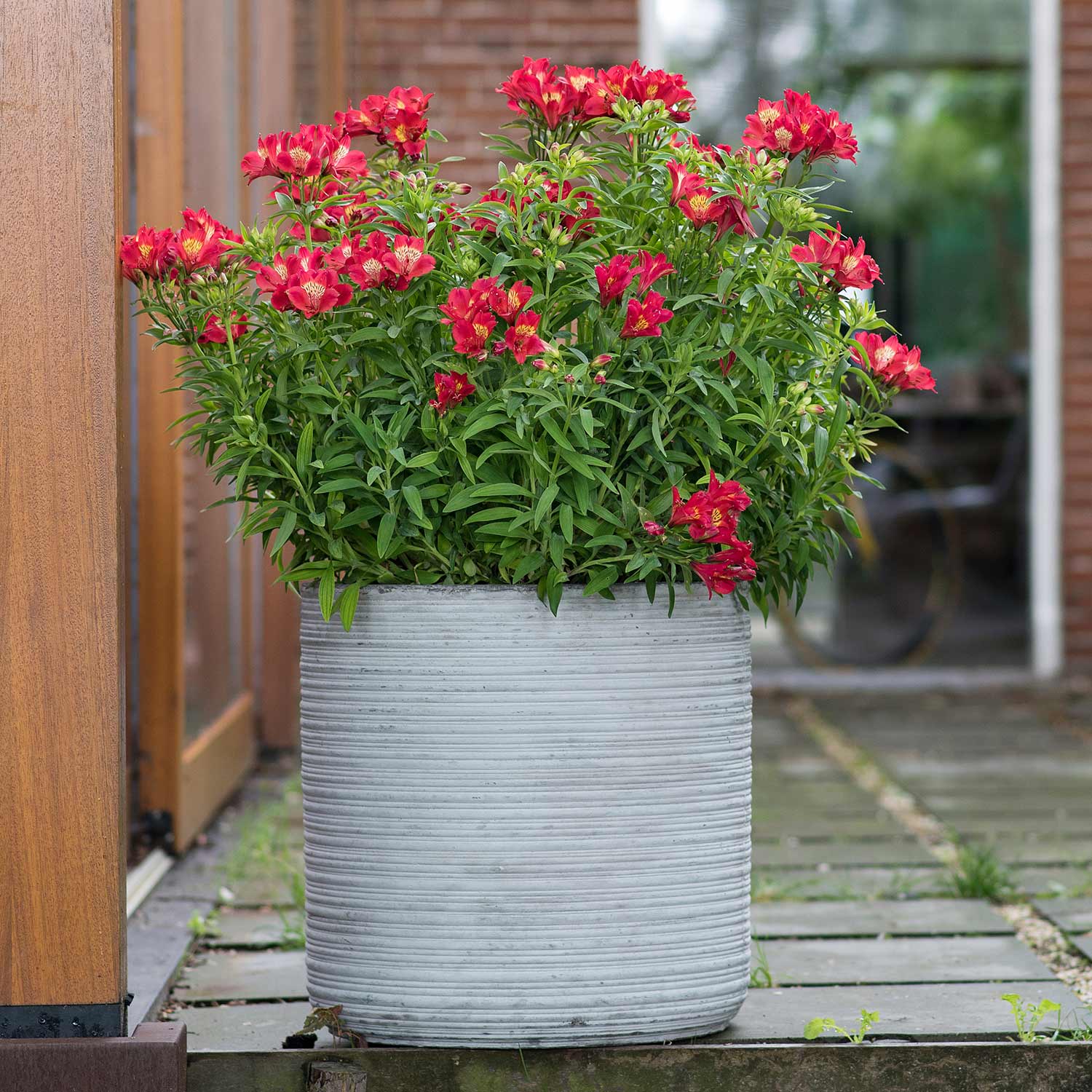 Alstroemeria Collection - 3 Hot-coloured Varieties | 1 x Jumbo Plug Plants | Multi