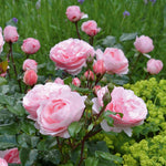 Rose 'darling' Floribunda Soft Pink Bare Root Bare Root | 1 x Bare Root | Pink