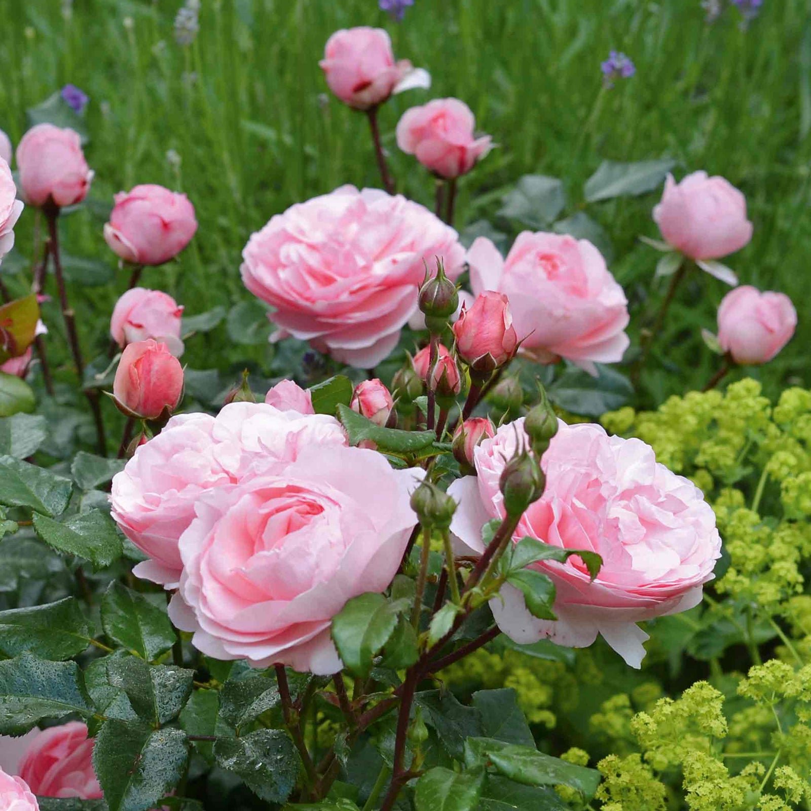 Rose 'darling' Floribunda Soft Pink Bare Root Bare Root | 1 x Bare Root | Pink