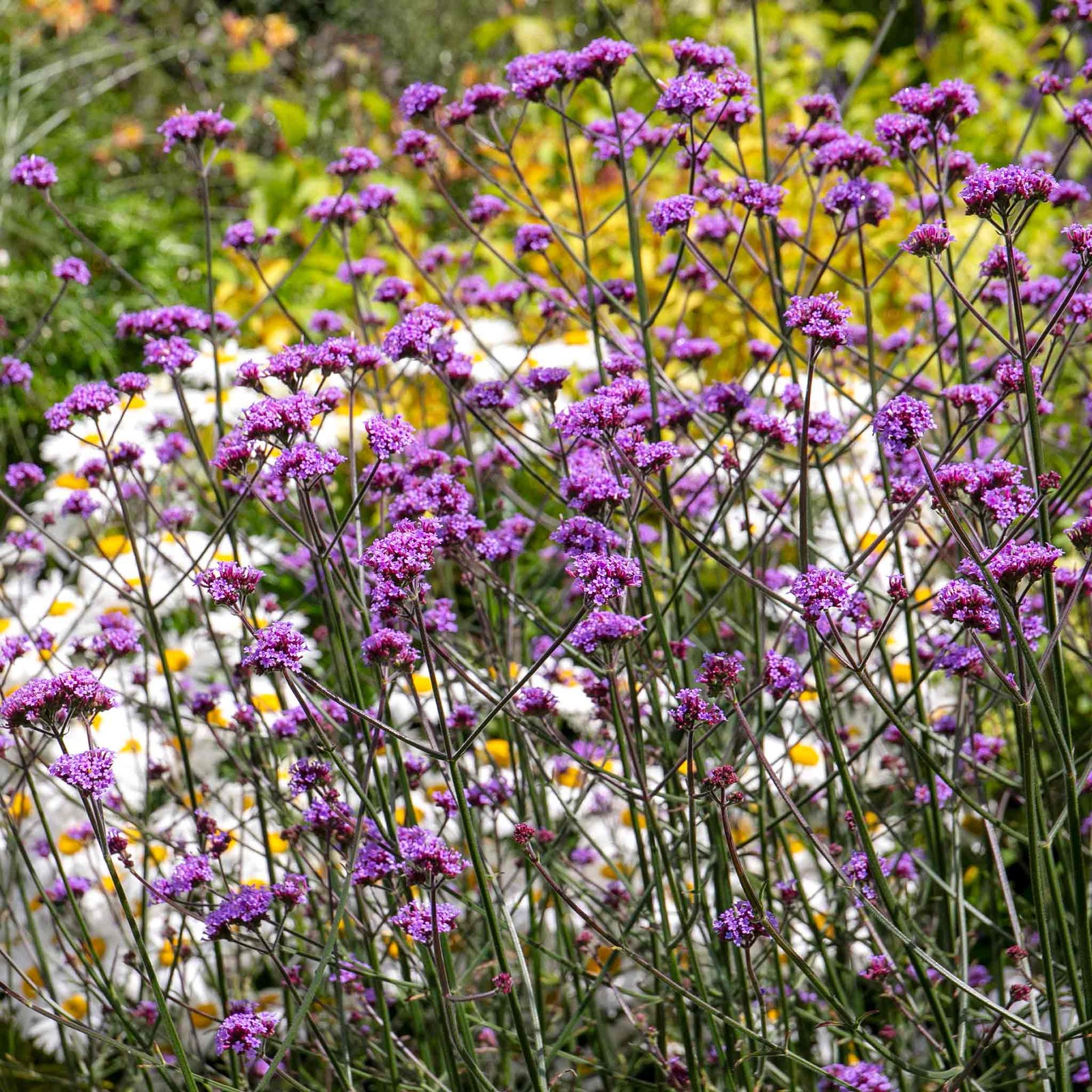 Verbena 'buenos Aires' Tall Violet-purple Perennial | 3 x 9cm | Multi