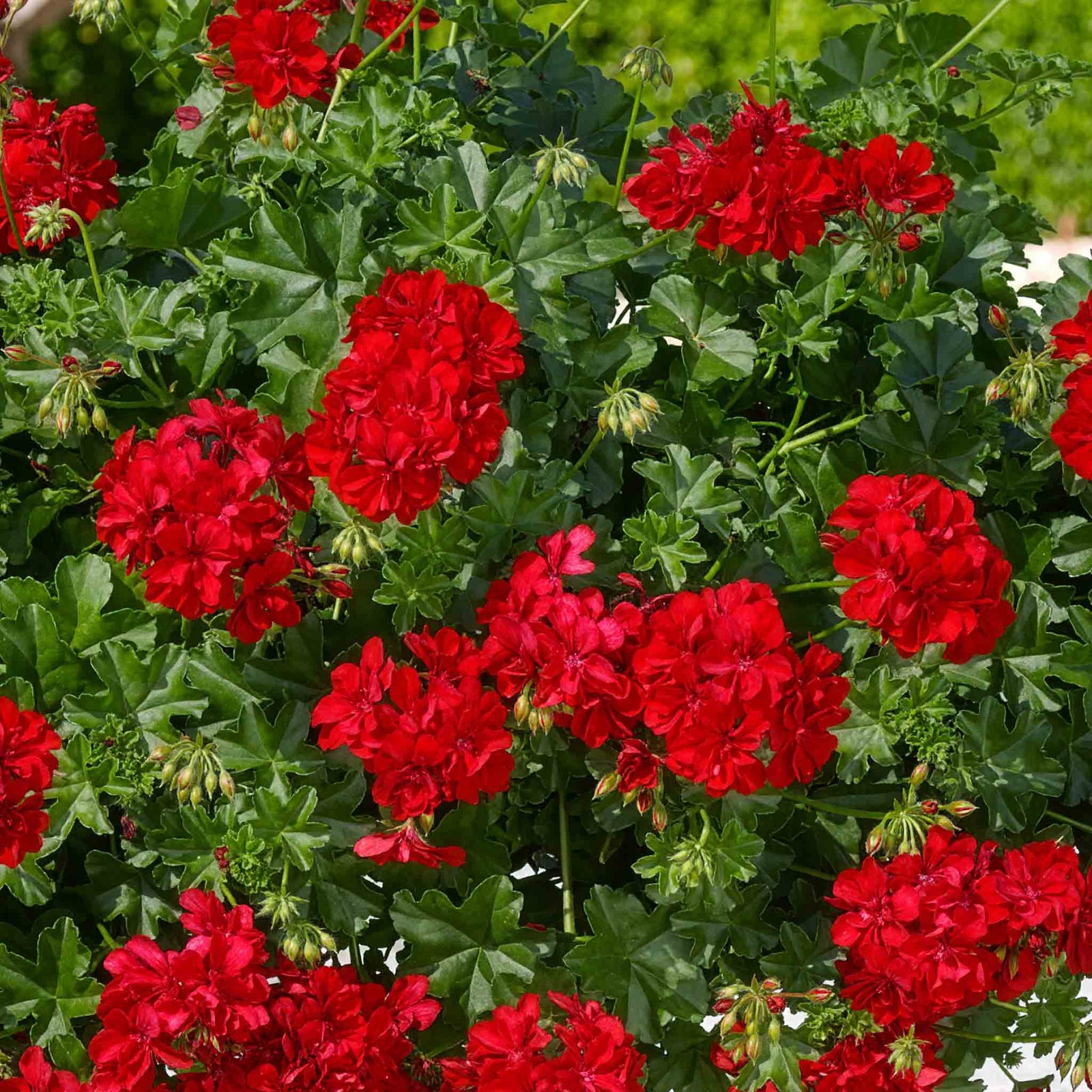 Ivy-leaf Geranium 'sunflair Paula Red' Trailing Red Bedding Plant | 12 x Plug Plants | Red