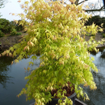 Japanese Maple - Acer Palmatum 'Katsura' - Height 60-70cm - ⌀19cm | Set of 1 | Orange