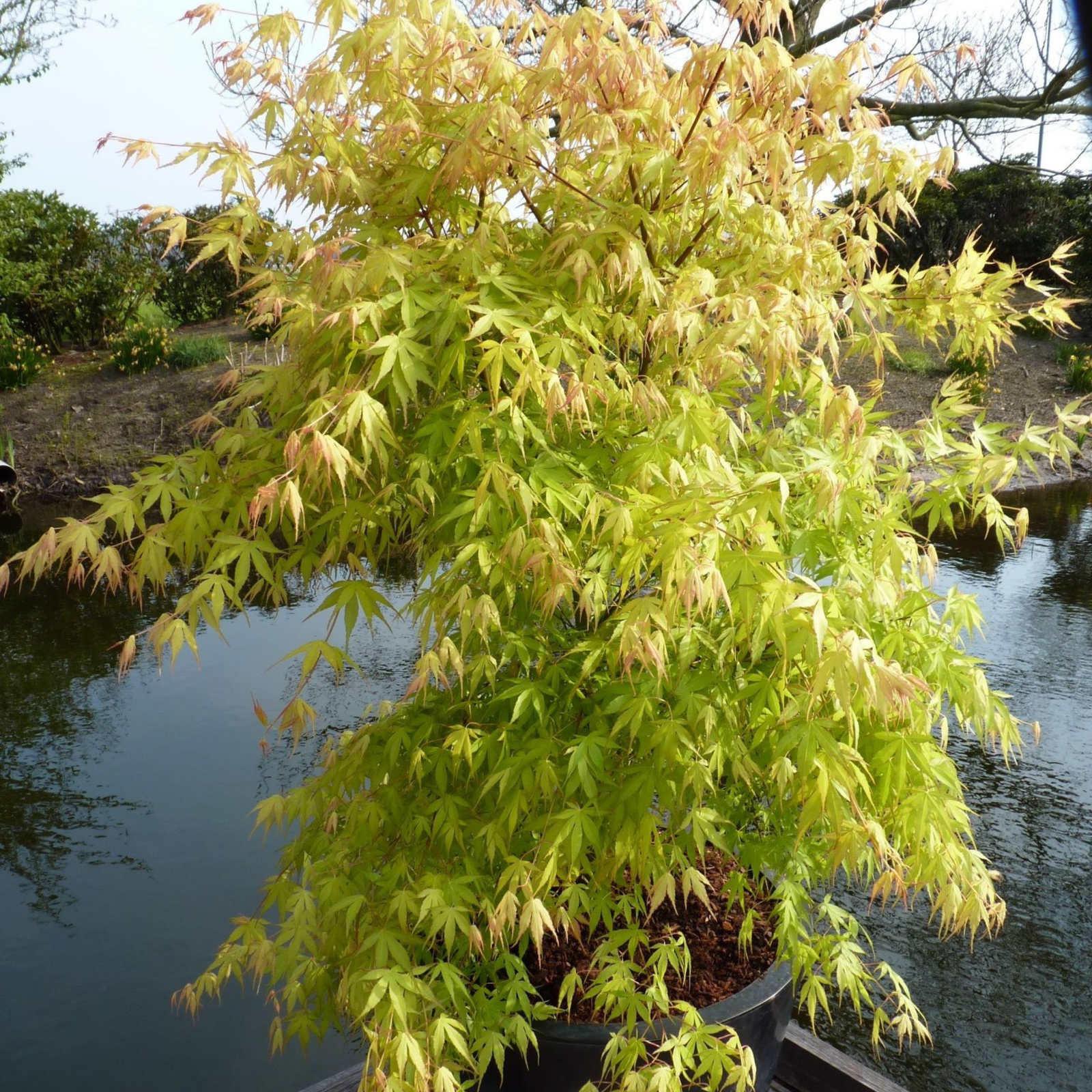 Japanese Maple - Acer Palmatum 'Orange Dream' - Height 60-70cm - ⌀19cm | Set of 2 | Green