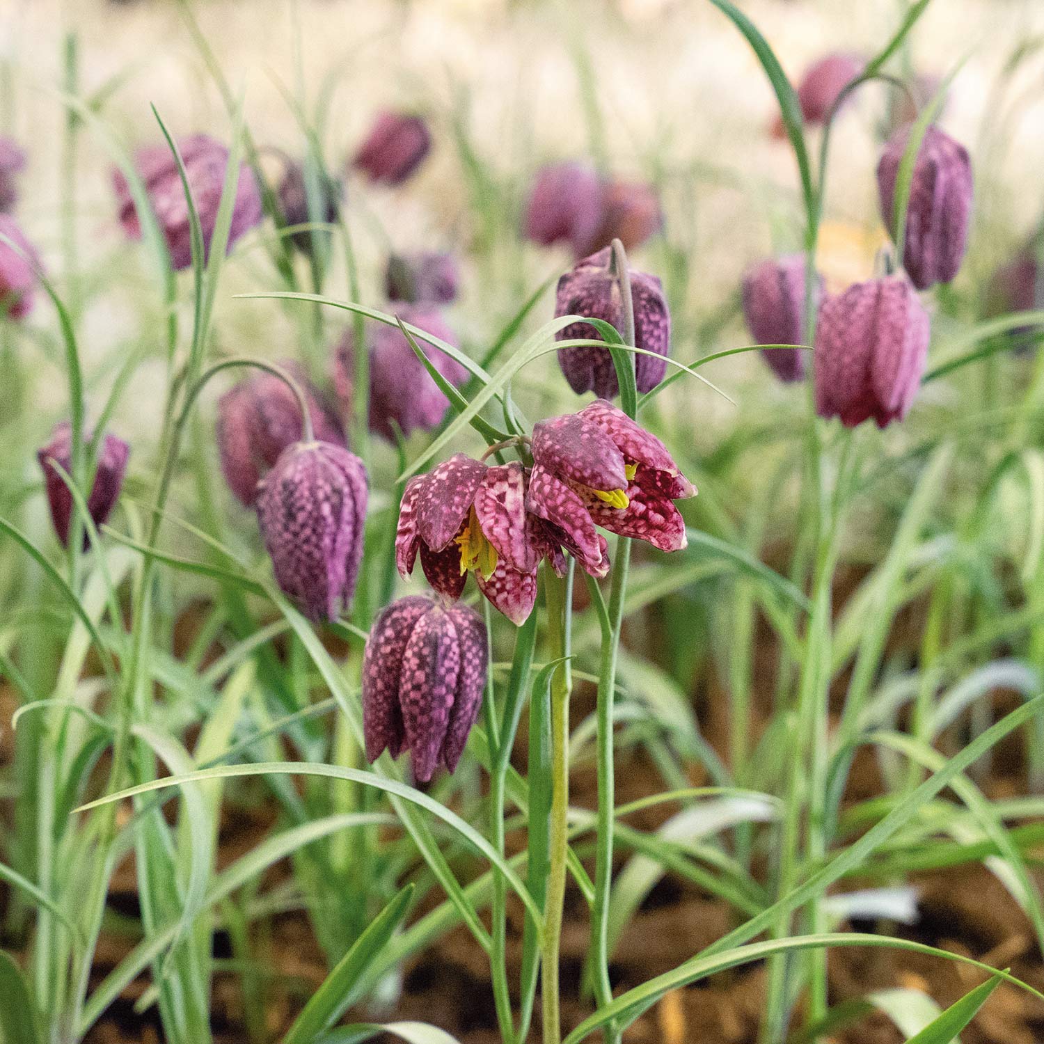 Marshalls Garden Snake's Head Fritillary