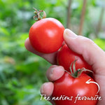 Grafted Cordon Tomato 'shirley', Rhs Recommended, Disease-resistant 7cm Plants | Set of 3