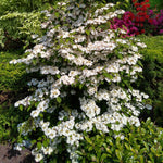 Viburnum Plicatum 'kilimandjaro' 3l Shrub | Set of 1 | White