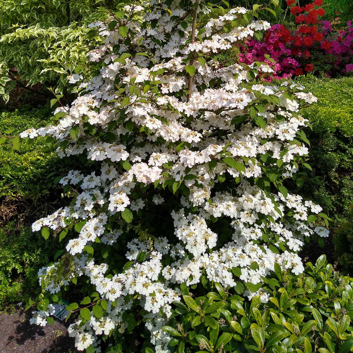 Viburnum Plicatum 'kilimandjaro' 3l Shrub | Set of 1 | White