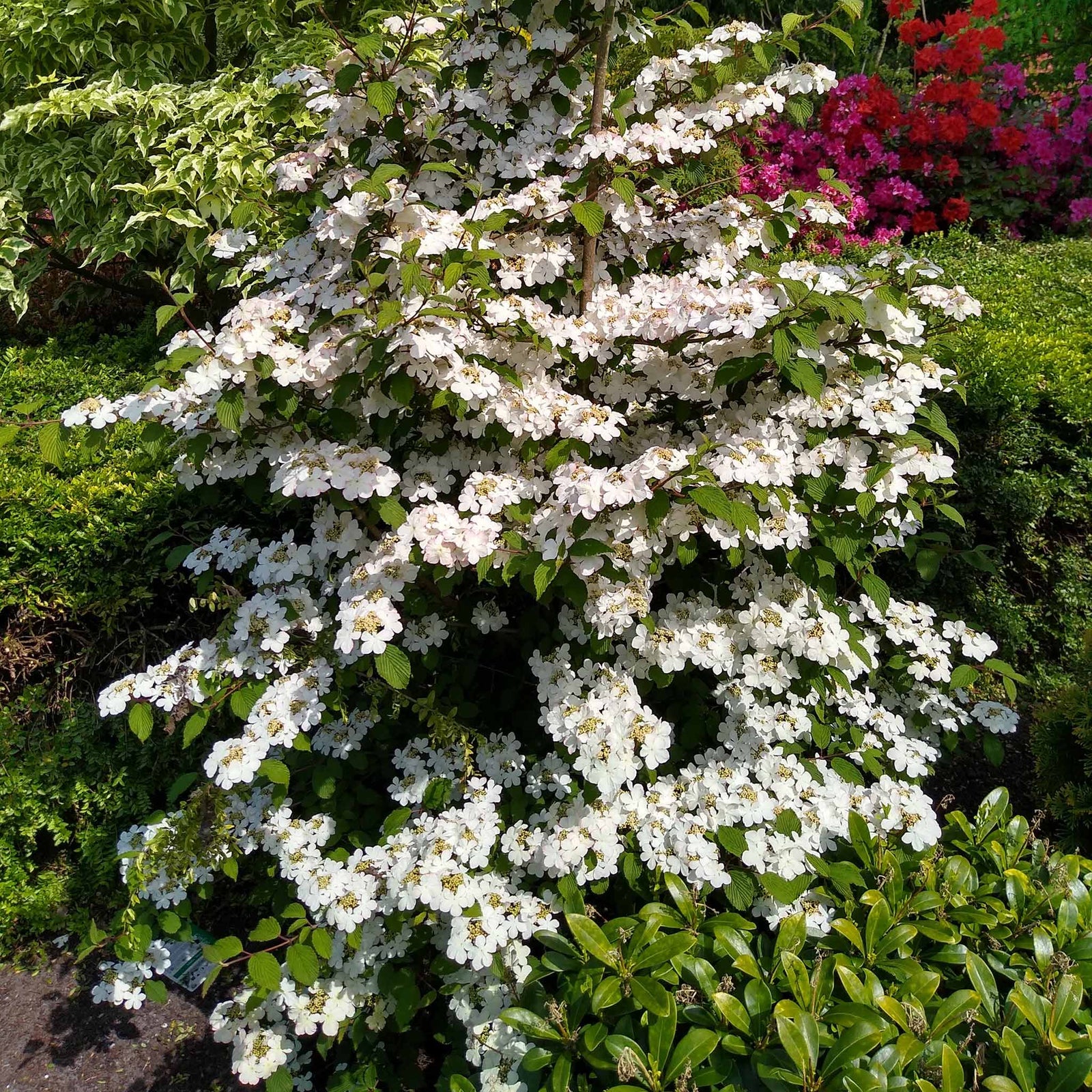 Viburnum Plicatum 'kilimandjaro' 3l Shrub | Set-of-1 | White