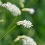 Sanguisorba Obtusa Alba - White Burnet Plants - 3 x 9cm Pots