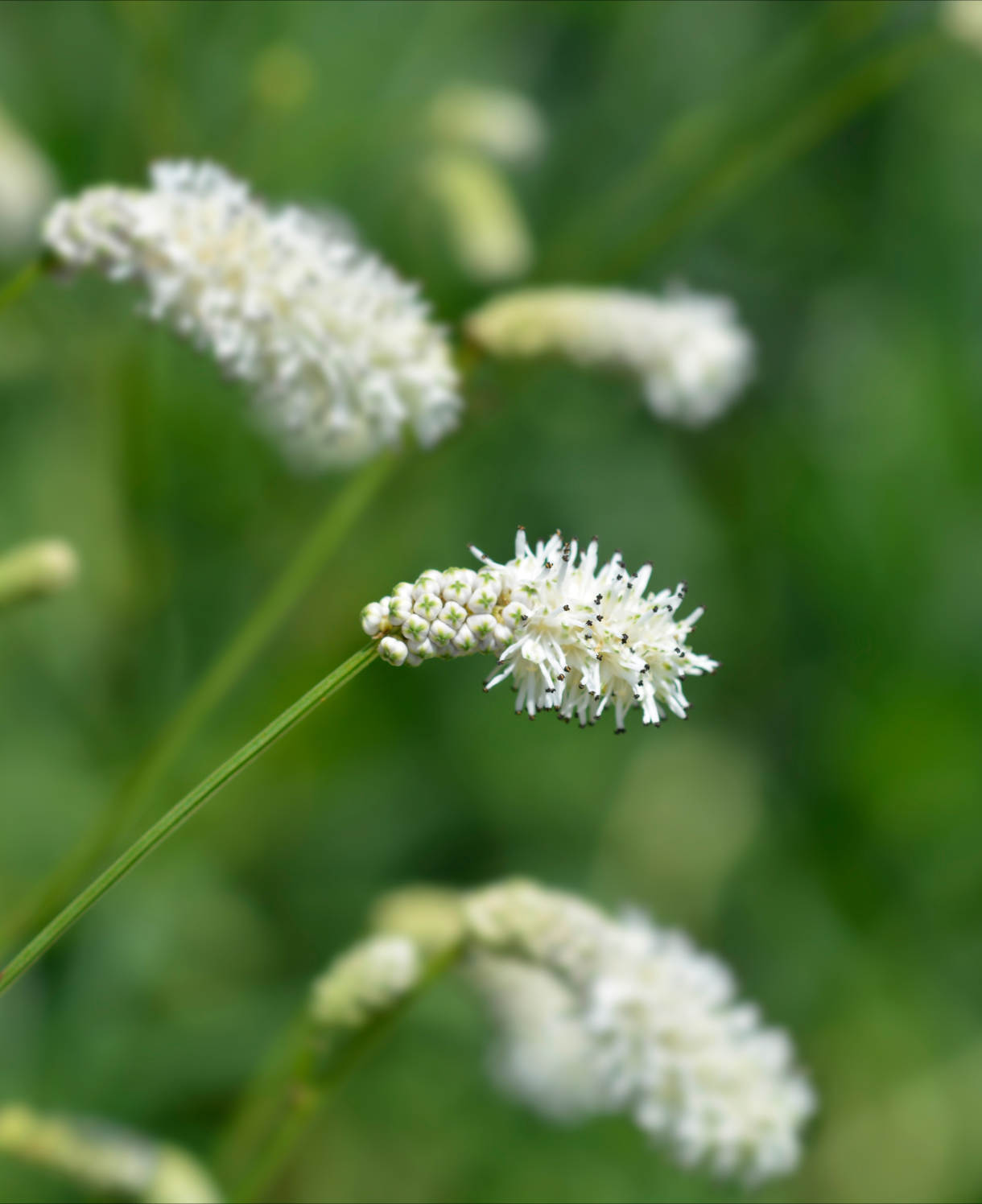 Sanguisorba Obtusa Alba - White Burnet Plants - 3 x 9cm Pots