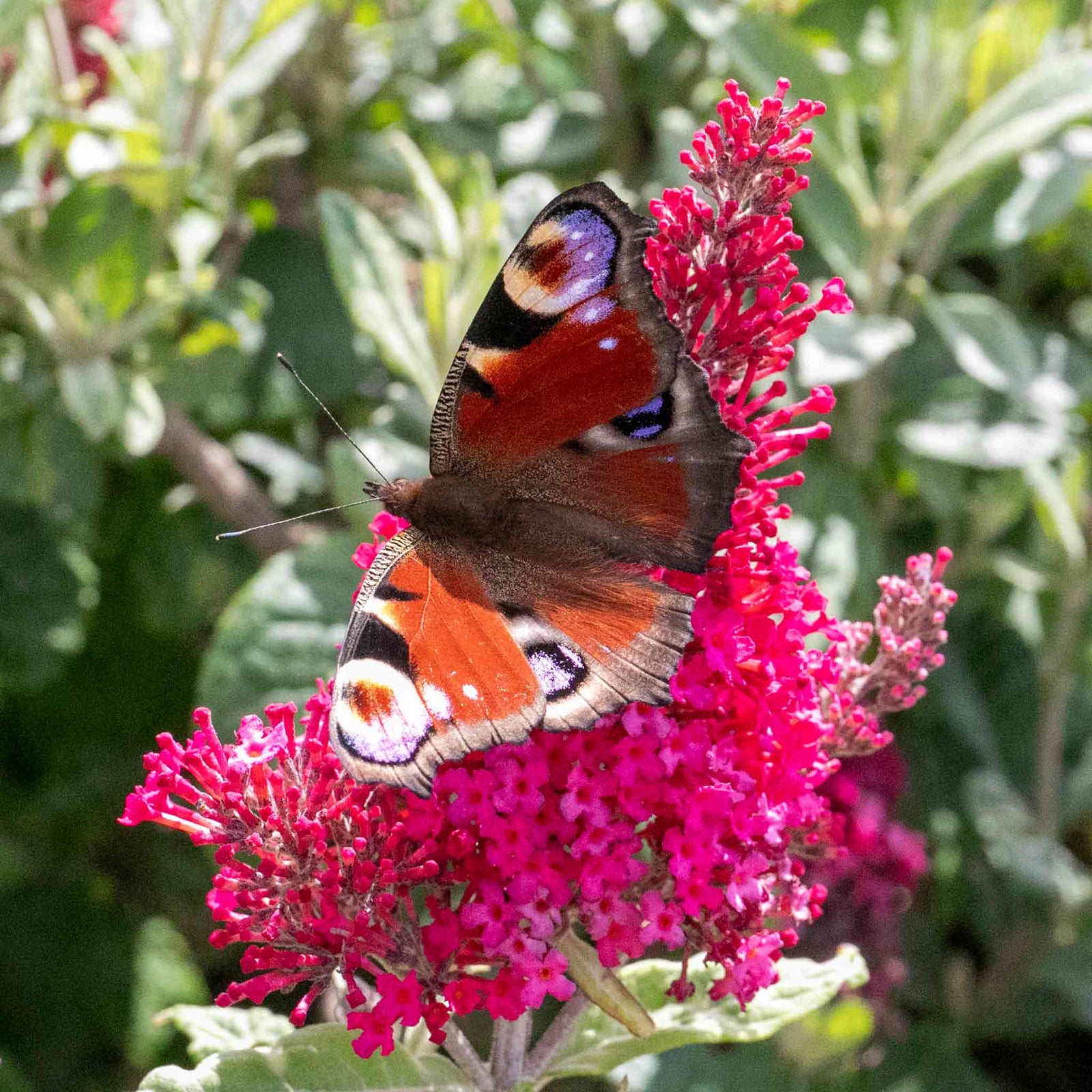 Buddleja 'butterfly Candy Little Ruby' Dwarf Butterfly Bush | 1 x 3L | Pink