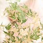 Japanese Maple - Acer Palmatum 'Taylor' - Height 50-60cm - ⌀19cm | Set of 2 | Pink