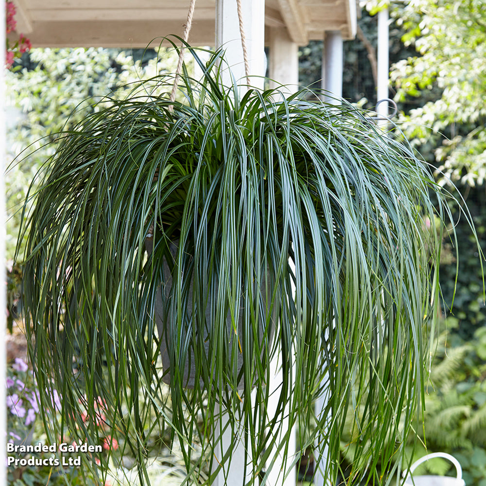 Carex Ribbon Falls 9cm Pot | 1 x 9cm