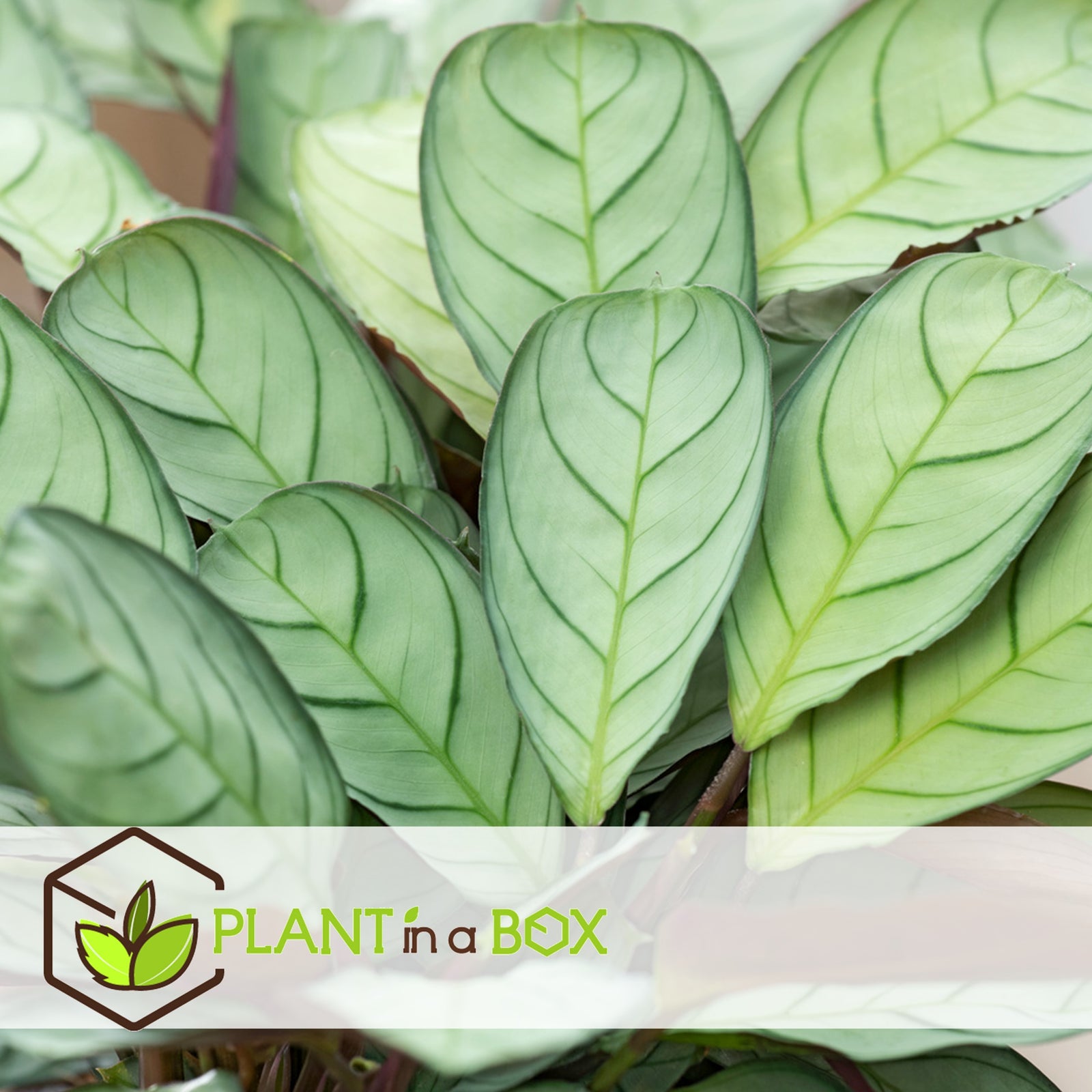 Never Never Plant - 2 Pcs. - Ctenanthe Burle-marxii 'amagris' - H25-35cm - ⌀14cm | Set of 2 | Green