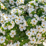 Bacopa 'megacopa White' - Extra-large White Flowers | 12 x Plug Plants | White