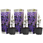 Leather Flower - 3 Pcs. - Height 25-40cm - ⌀9cm | Set of 3 | Purple