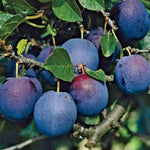Blue Plum Fruit Tree 4-5ft Self Fertile & Superb Flavour
