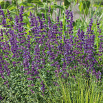 Nepeta 'walker's Low' - Low-growing Pollinator-friendly Catmint | 3 x Jumbo Plugs | Purple