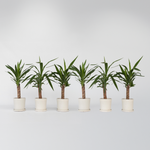 Common Yucca - 6 Pcs. - Yucca Elephantipes - Height 50-60cm - ⌀14cm | Set of 6 | Green