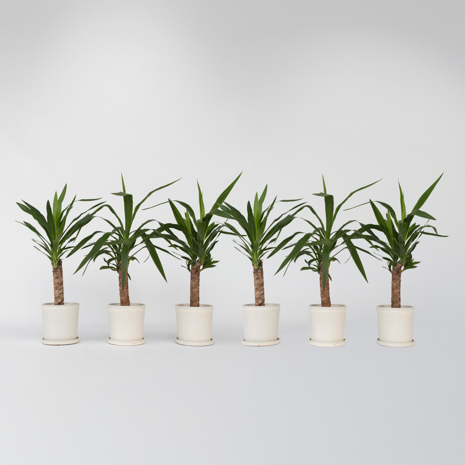 Common Yucca - 6 Pcs. - Yucca Elephantipes - Height 50-60cm - ⌀14cm | Set of 6 | Green